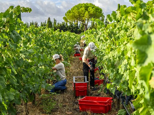 Monteverro: vendemmia segnata da forti differenze tra le vigne