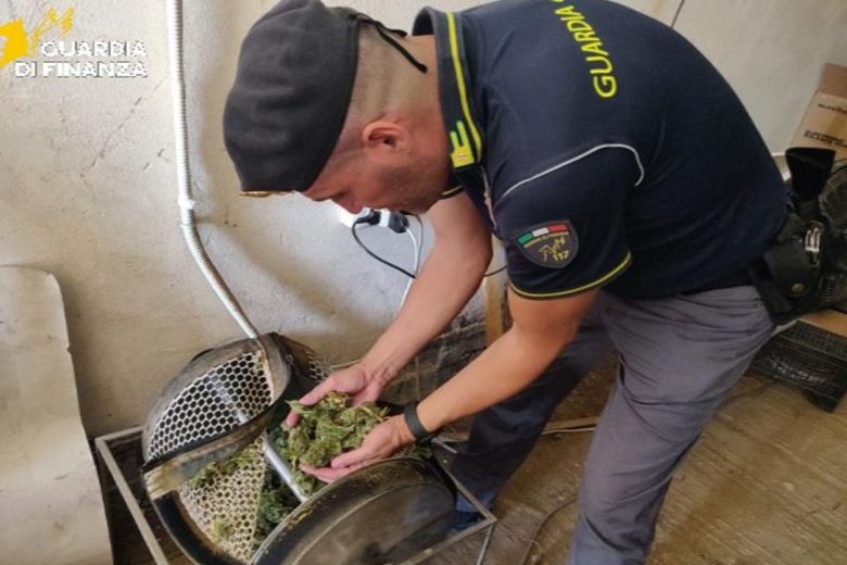 VIDEO | Oltre 400 chili di infiorescenze di marijuana sotto sequestro, finanza in azione nel Palermitano