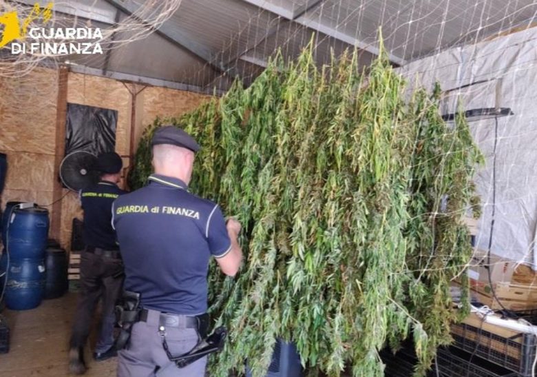 Marijuana dal valore potenziale di oltre due milioni di euro, sequestrati 400 chili di infiorescenze a Palermo