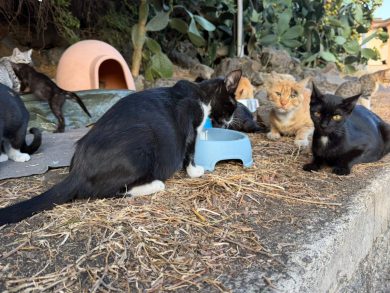 Lotta al randagismo, la storia dell’Oasi Gatti Ficarazzi: “Salviamo dalla strada gli animali e diamo loro cura e amore”