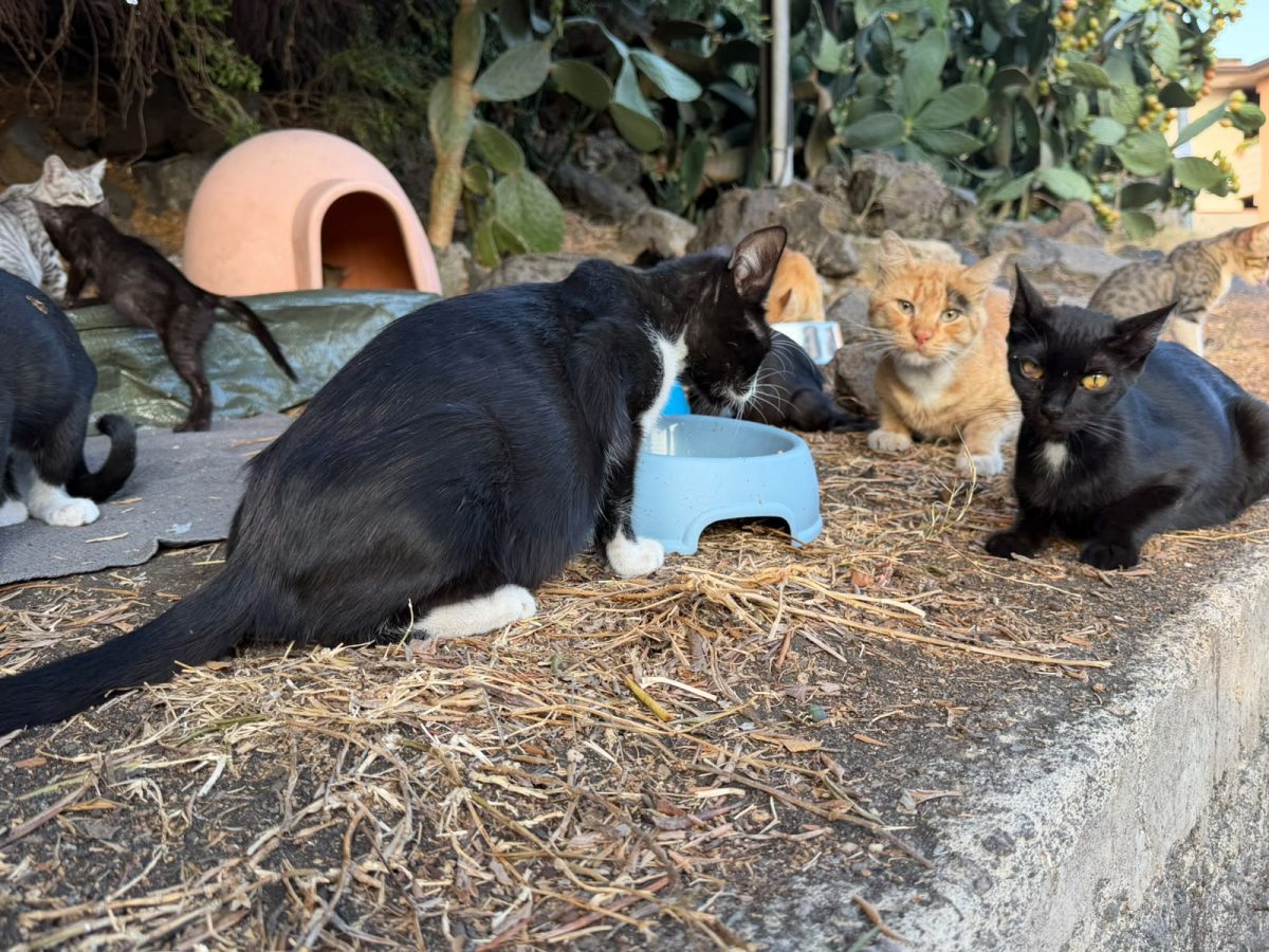 Lotta al randagismo, la storia dell’Oasi Gatti Ficarazzi: “Salviamo dalla strada gli animali e diamo loro cura e amore”