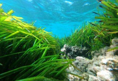 Posidonia, la “campionessa” della fotosintesi che può ispirare un’agricoltura più efficiente