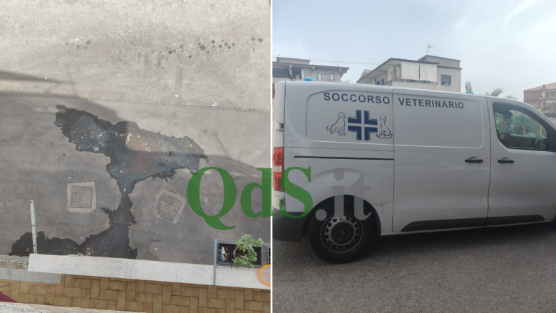 Orrore ad Adrano, cani torturati, bruciati e gettati nell’immondizia: “Il sangue colava dal balcone”