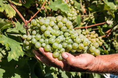 Cantina Rauscedo: con la vendemmia al via nuove selezioni in vigneto
