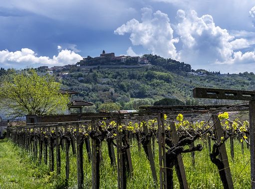 Cantina Tollo Group sostiene progetto di tutela dell’orso marsicano