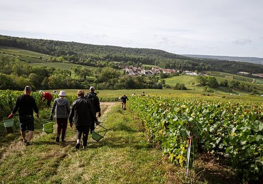 Vendemmia in Champagne: record di precocità, rese basse, uva bella
