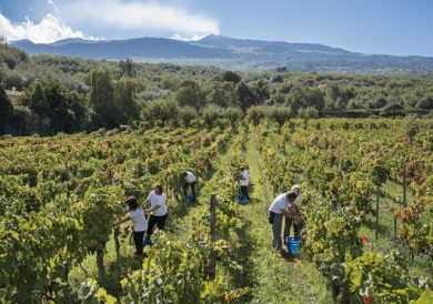 Etna Doc: vendemmia nella media e imbottigliamento a +13,6%