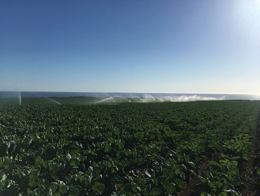 Agricoltura, da Regione Sicilia 61,7 mln per sostegno a biologico