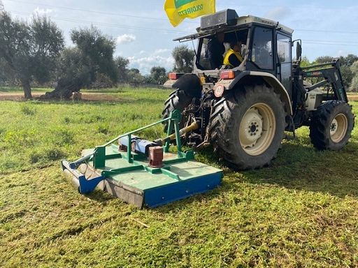 Federolio: preoccupano focolai Xylella in Calabria e Basilicata