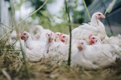Da Efsa e Ue vademecum per ridurre rischio influenza aviaria