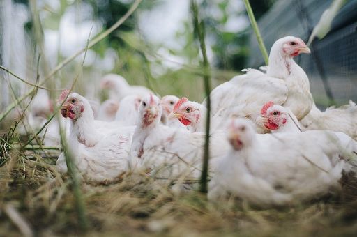 Da Efsa e Ue vademecum per ridurre rischio influenza aviaria Da Efsa e Ue vademecum per ridurre rischio influenza aviaria