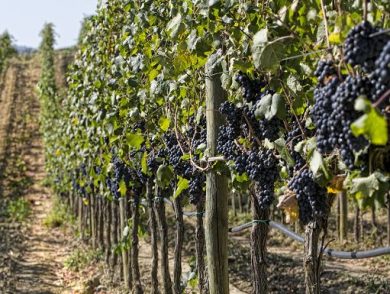 Consorzio Montecucco: qualità alta ma rese in calo tra 10 e 15%