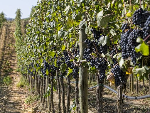 Consorzio Montecucco: qualità alta ma rese in calo tra 10 e 15%