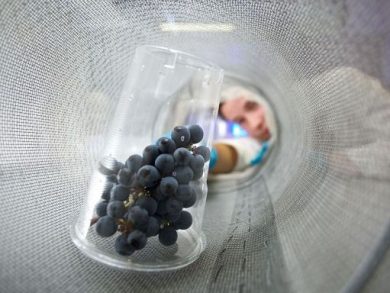Vino, Fondazione Mach crea il primo atlante metabolomico dell’uva