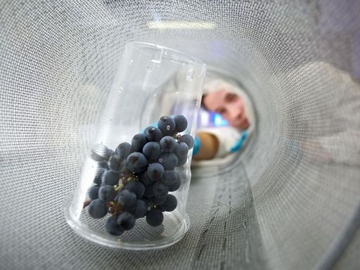 Vino, Fondazione Mach crea il primo atlante metabolomico dell’uva