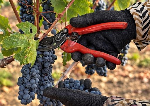 Primitivo di Manduria: più bottiglie ma nodo resta il valore