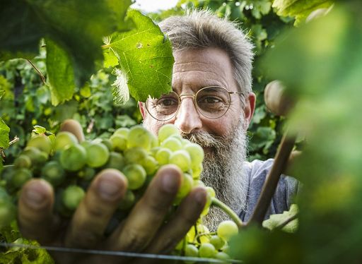 Vendemmia 2026: 12 Cantine italiane raccontano il clima che cambia