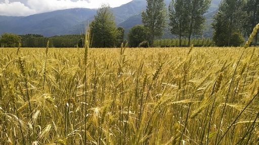 Cia: urgente tavolo transizione fertilizzanti, soprattutto urea Cia: urgente tavolo transizione fertilizzanti, soprattutto urea