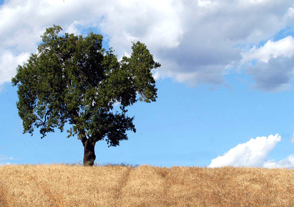 Grano dimezzato e vino in affanno: la crisi dell’agricoltura siciliana