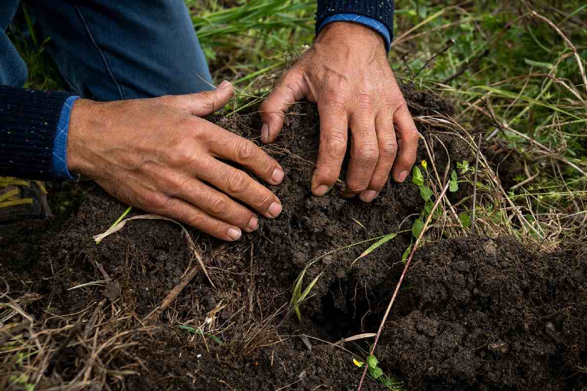 Agricoltura biologica in Sicilia, ok a 61,7 milioni per le aziende