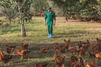 Piccoli allevatori, la Sicilia valuta la svolta: macellazione e vendita direttamente in azienda