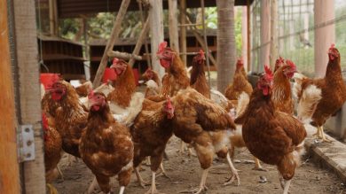 Maxi-incendio nell’Ennese, devastati tre capannoni: morti 300mila polli