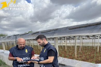 Diversi lavoratori irregolari nelle aziende agricole, scattano sanzioni nel Trapanese