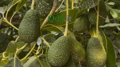Dai disagi alla fertilità, così la cenere dell’Etna diventa risorsa per il tropicale: la storia di “Sicilia Avocado”