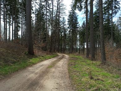 Pista forestale di Bronte, il Pd interroga la giunta Schifani: “Vogliamo chiarezza sugli appalti”