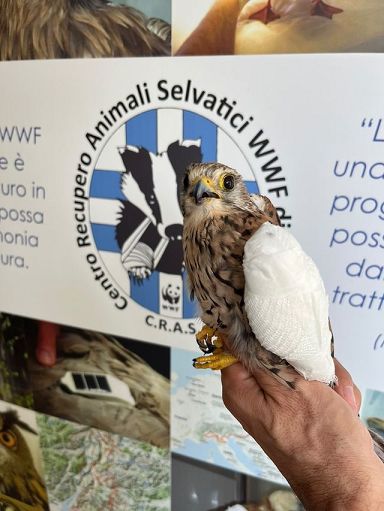 Caccia, Wwf: il triste bilancio di una stagione appena aperta