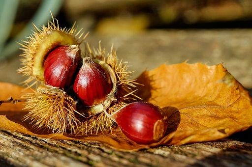 Raccolta castagne crolla di oltre il 90% in Puglia