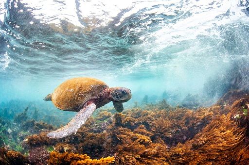 Wwf: in 52 anni popolazioni specie selvatiche calate del 73%