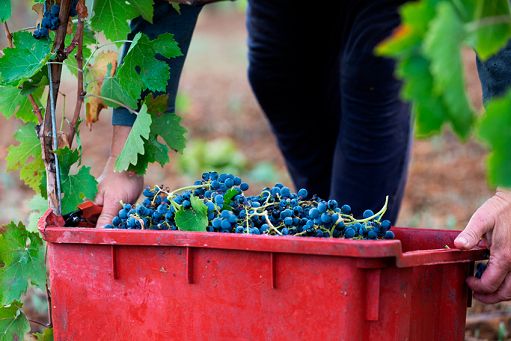 Cantina di Venosa: vendemmia anticipata di 20 giorni ma qualità alta