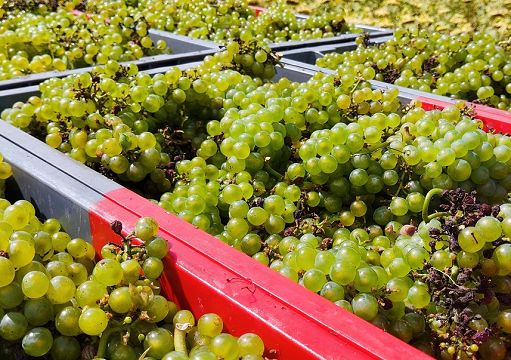 Vendemmia 2026, cambiano i tempi e le scelte tra vigna e cantina