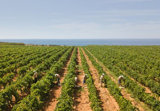 Wine Enthusiast: Sicilia eletta Regione Vinicola Internazionale 2026