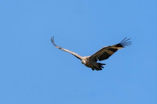Vola libero in Sardegna Sky, grifone nato in Parco zoologico Marche