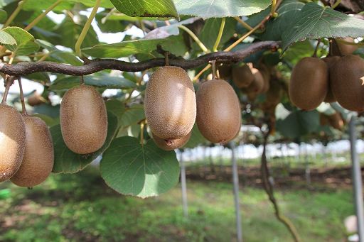 Fruitimprese: con stop trasporti al Sud situazione drammatica
