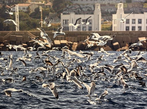 Il porto come mitologia contemporanea: Harbor di Anastasia Samoylova