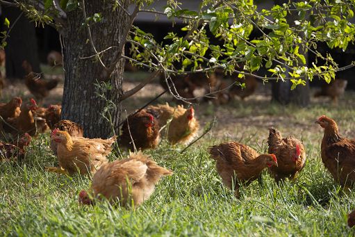 Pollo allevato all’aperto, il modello Amadori Campese vale 315 mln