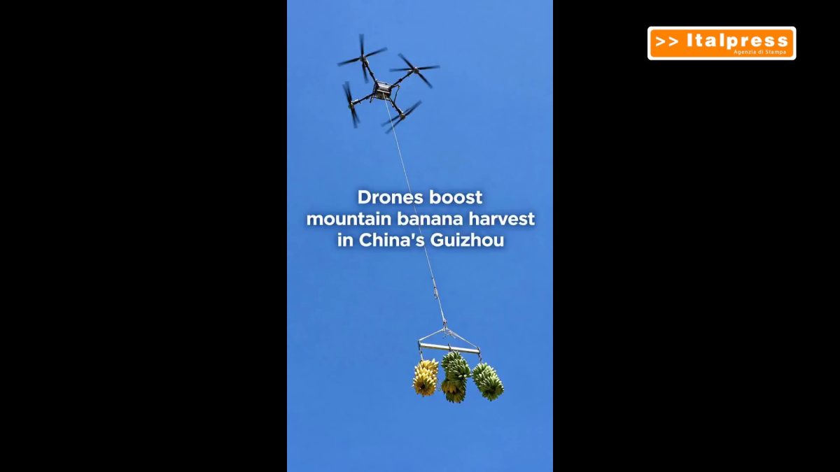 Cina, i droni utilizzati per la raccolta delle banane nelle montagne del Guizhou Cina, i droni utilizzati per la raccolta delle banane nelle montagne del Guizhou
