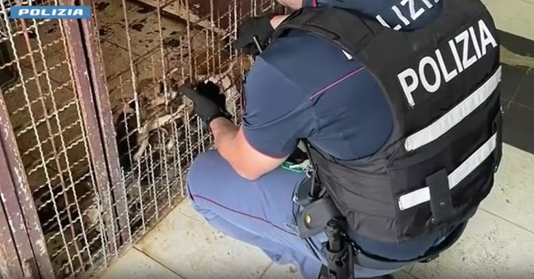 VIDEO | Cagnolini e furetti stipati in gabbie piccole e sporche, interviene la polizia a Librino