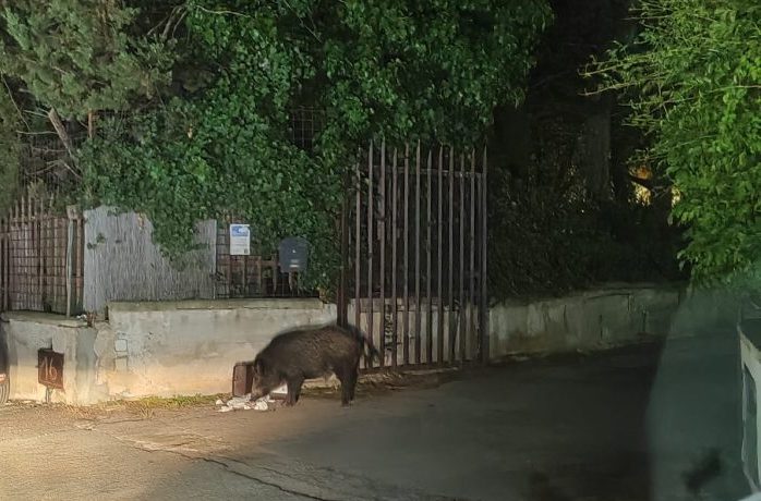 “Abbiamo il terrore di uscire”, cinghiali in giro per Palermo: anche la Forestale in azione