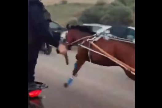 Corse clandestine coi cavalli a Palagonia, ci risiamo: l’attivista denuncia e pubblica il video online