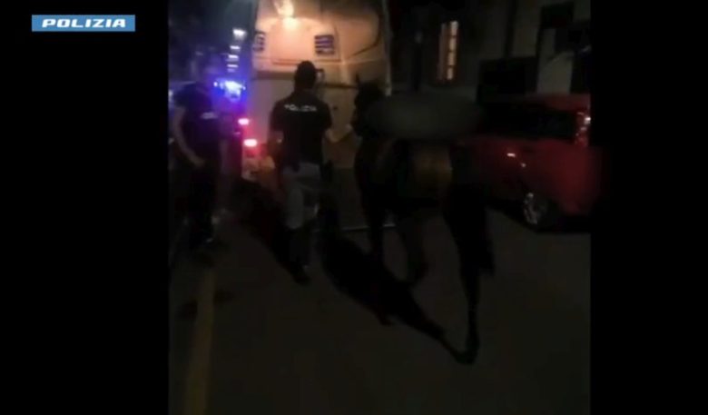 VIDEO | Scoperta corsa clandestina di cavalli a Palagonia, puledro sequestrato e cinque denunce