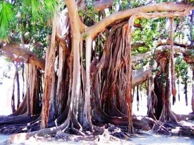 In Sicilia ci sono 334 monumenti viventi: dove si trovano gli alberi giganti dell’Isola
