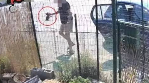 Si libera di 4 gattini lanciandoli in una colonia felina: follia a Riposto, denunciato