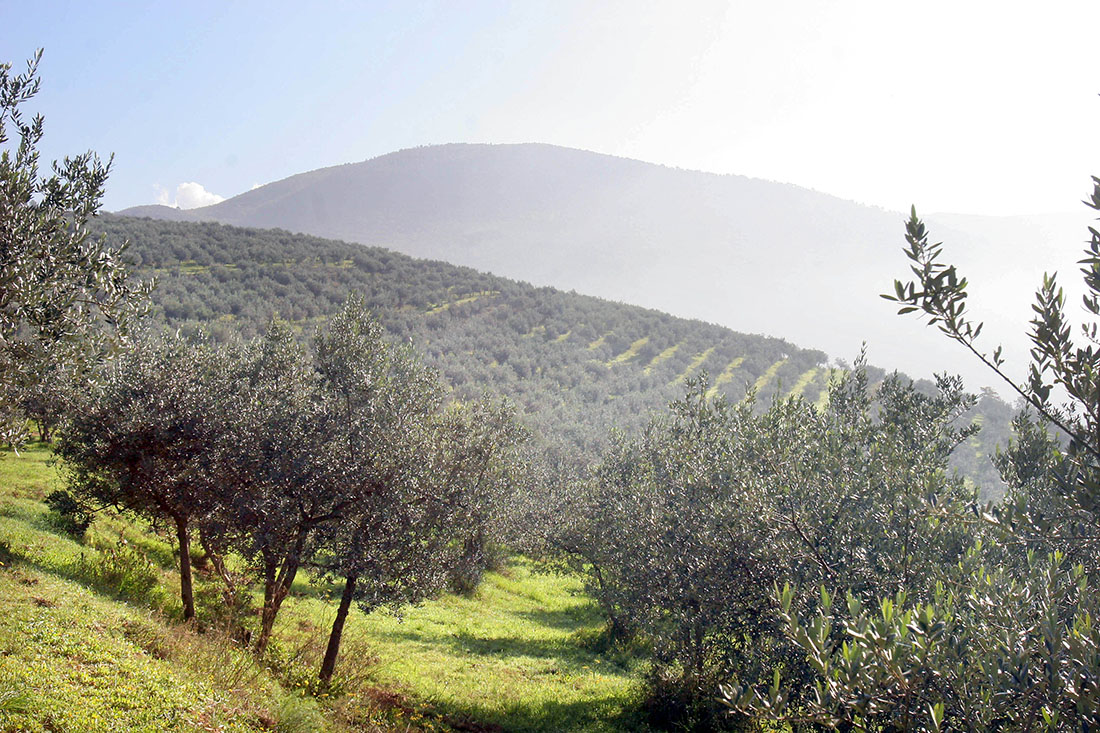 Siccità e salinità, negli oliveti siciliani la resa cresce fino al 35% con la nutrizione di precisione