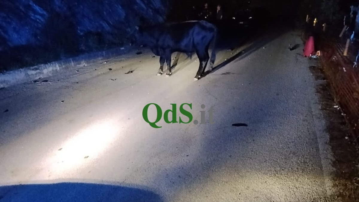 Paura a Palermo, moto contro mucca: ragazzo in ospedale