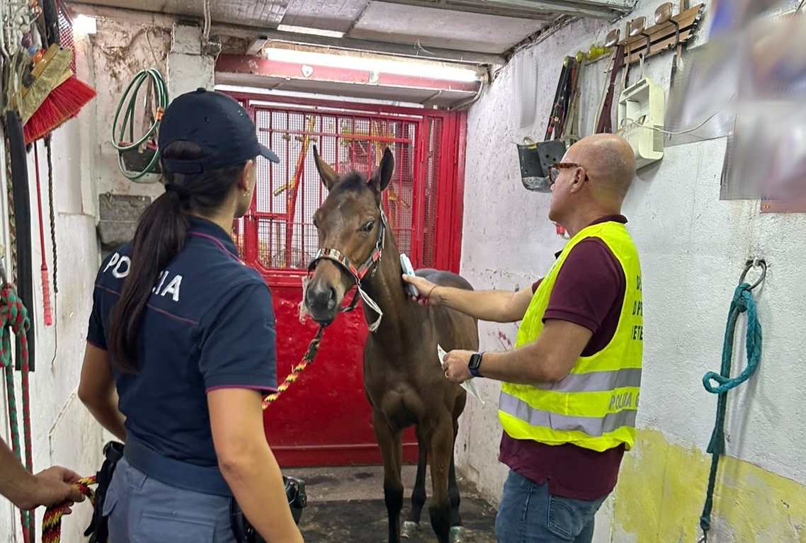 Scoperta corsa di cavalli clandestina a Palagonia, cinque denunce