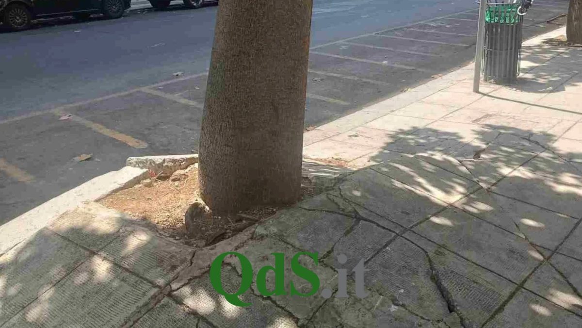 Palermo, le radici degli alberi devastano i marciapiedi: gli interventi previsti e il piano del Comune Palermo, le radici degli alberi devastano i marciapiedi: gli interventi previsti e il piano del Comune